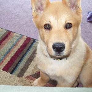 Meet your Posher, Carol